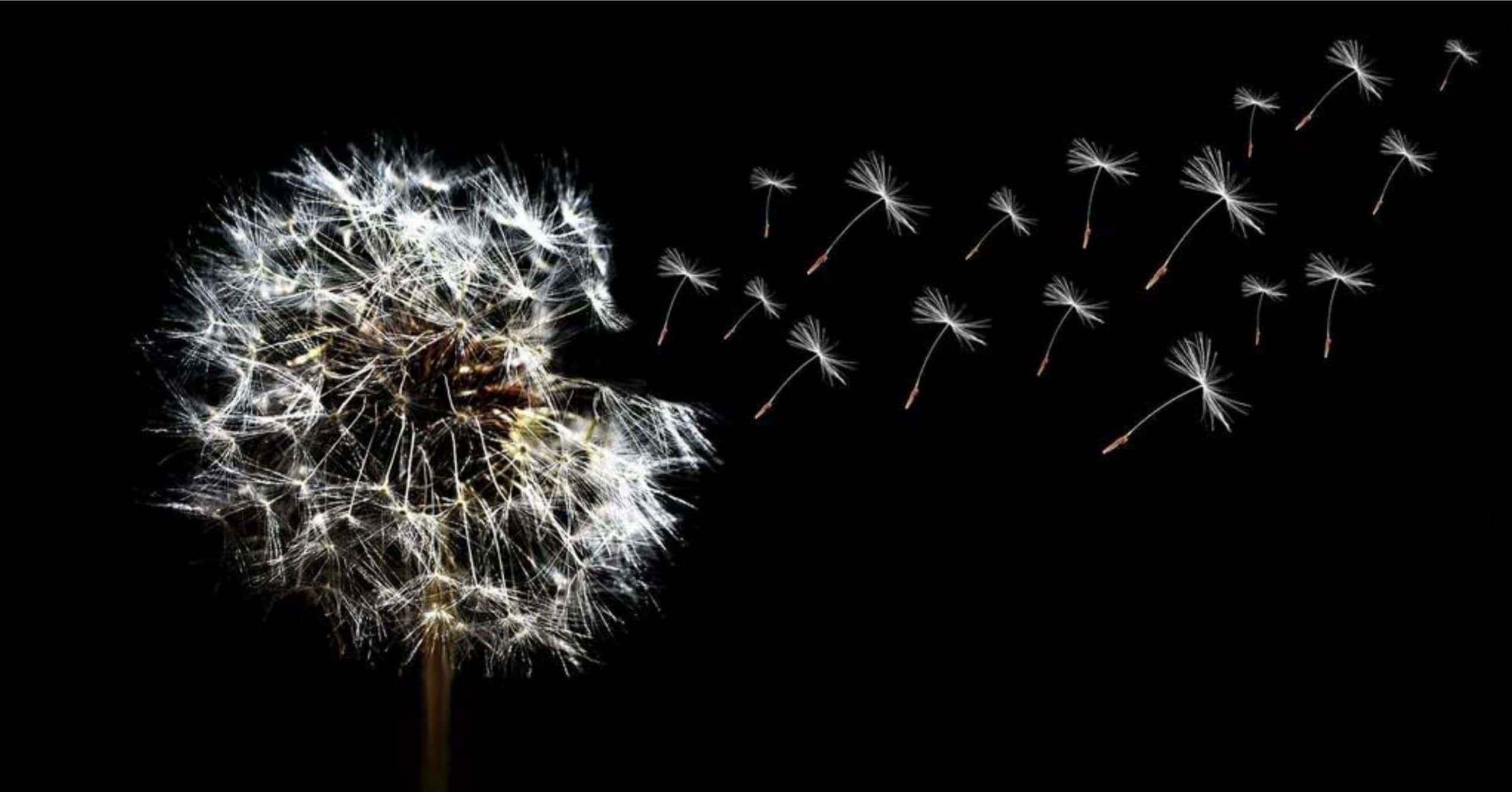 dandelions to symbolise hayfever